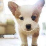 Website Slot Gacor Resmi 2023 Server Luar Negri Terpercaya Gampang Menang Jackpot Maxwin